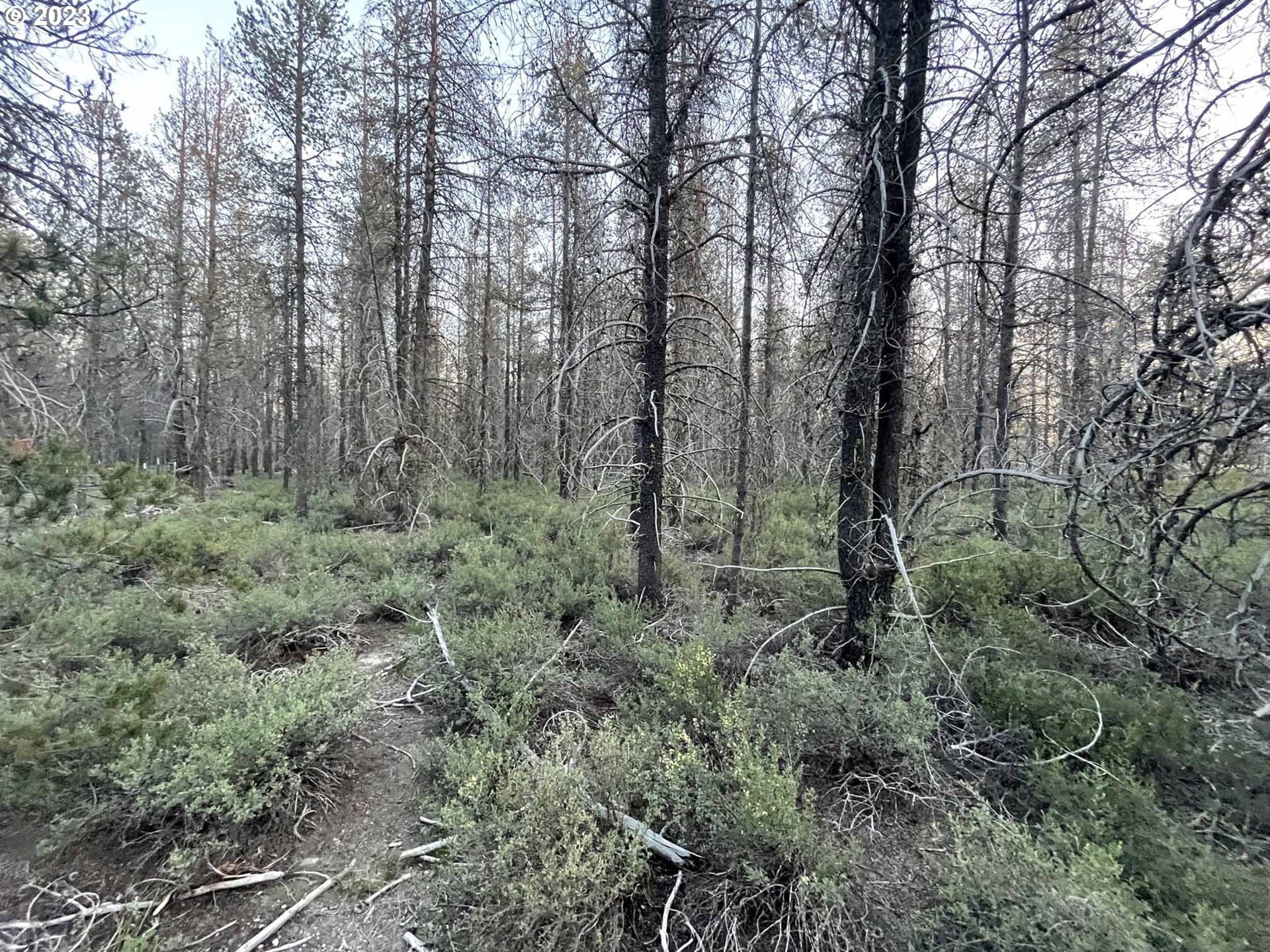 Priday Loop, Unit 23 Chiloquin, OR 97624 - Photo 18 of 21 a view of a lush green forest