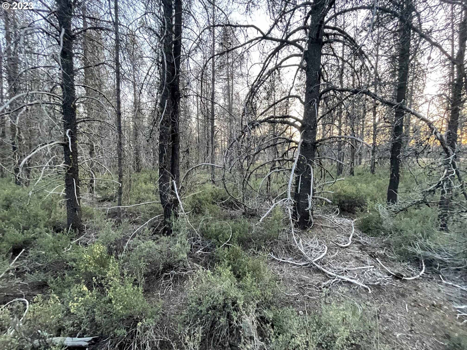 Priday Loop, Unit 23 Chiloquin, OR 97624 - Photo 19 of 21 a view of a forest with trees in the background