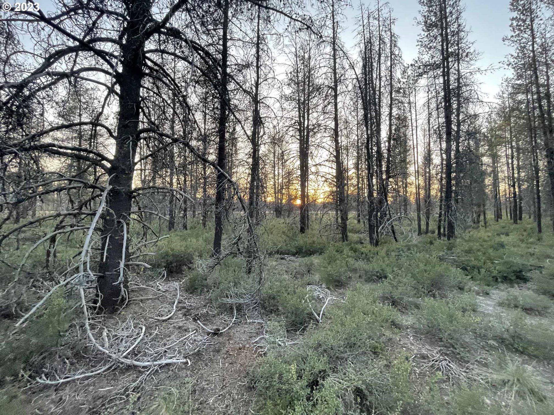 Priday Loop, Unit 23 Chiloquin, OR 97624 - Photo 20 of 21 a view of a forest with lots of trees