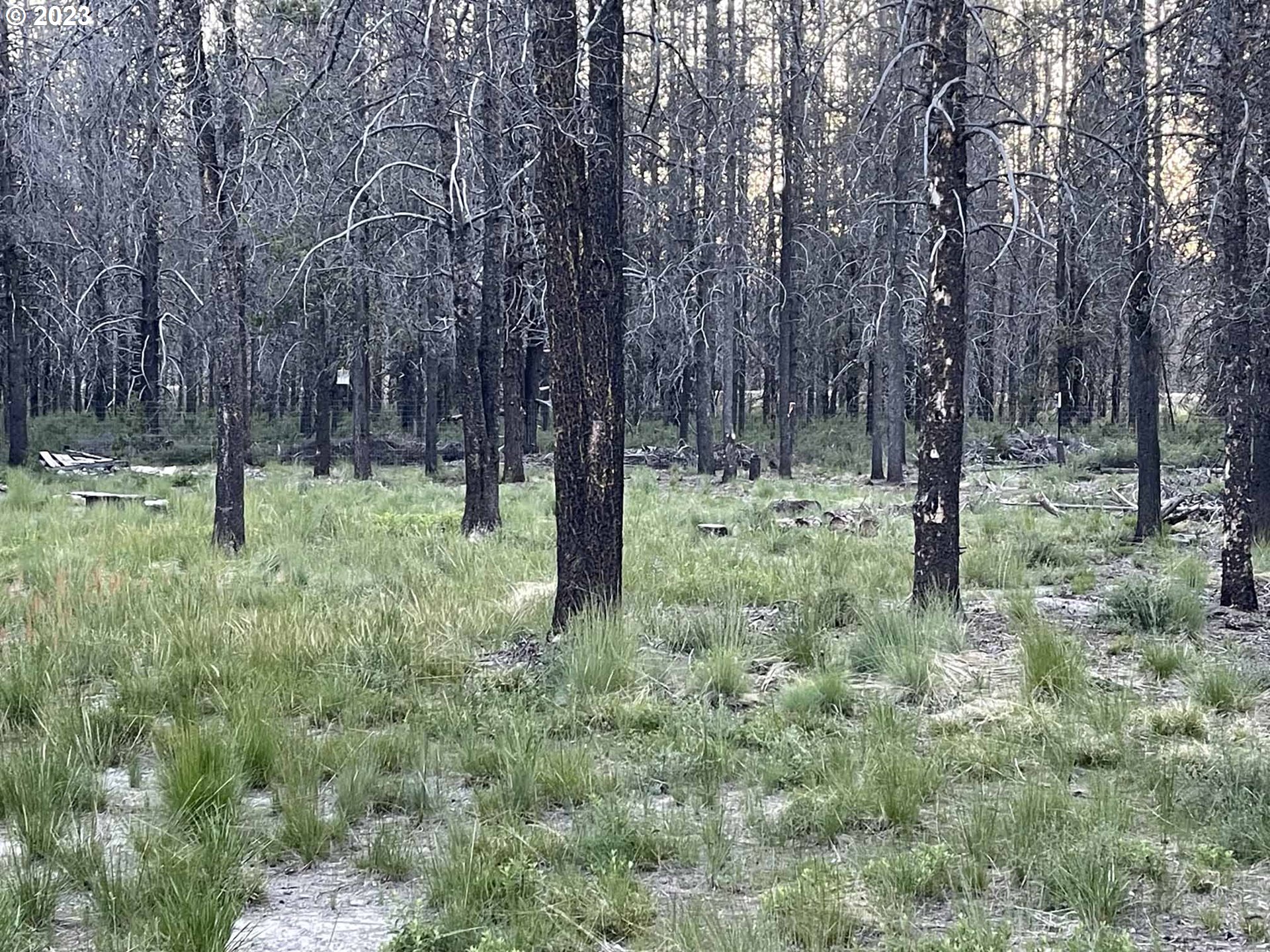 Priday Loop, Unit 23 Chiloquin, OR 97624 - Photo 4 of 21 a backyard of a house with lots of green space