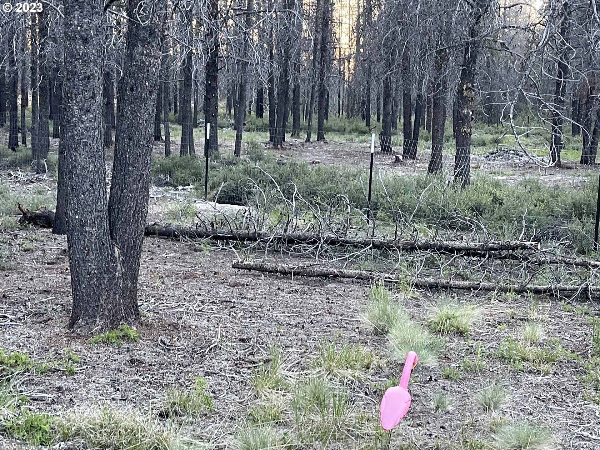 Priday Loop, Unit 23 Chiloquin, OR 97624 - Photo 5 of 21 a backyard of a house with lots of green space