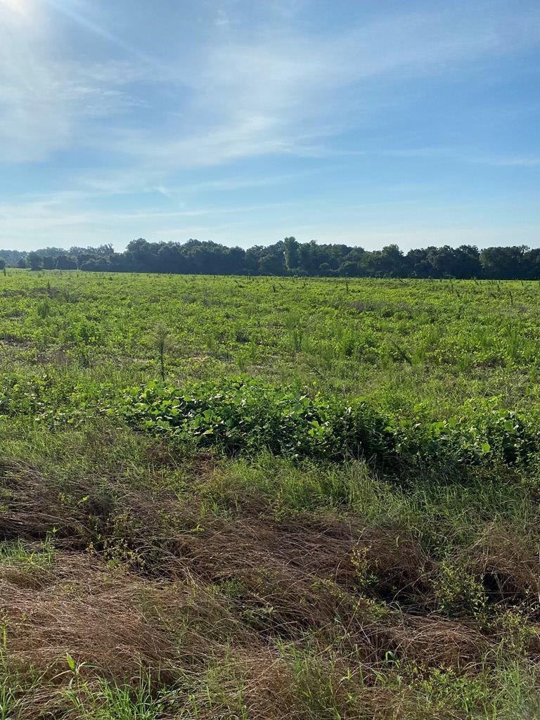 2763 Memphis Church Road Dothan, AL 36301 - Photo 6 of 15