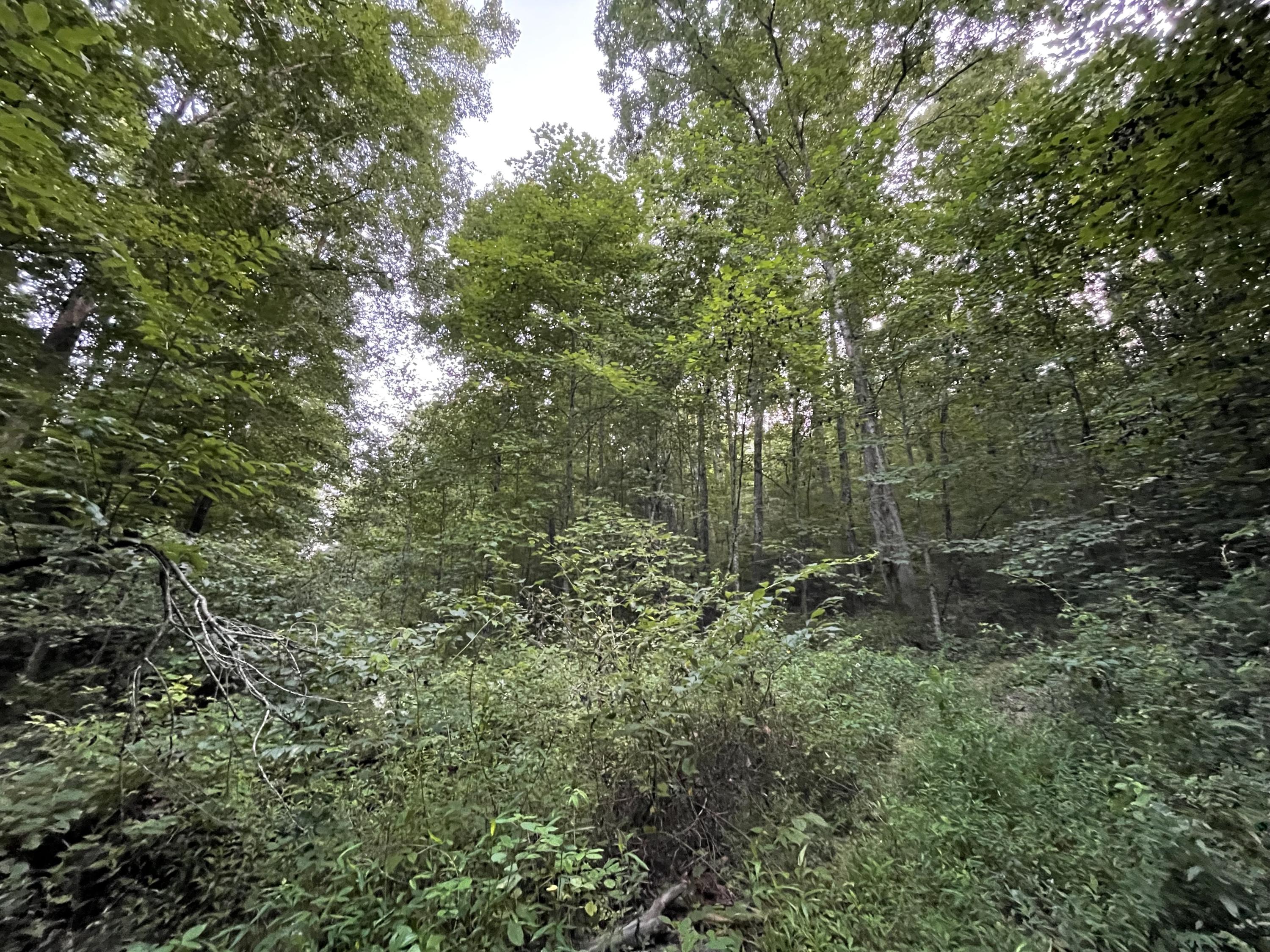 1693 Dan Ridge Road Wellington, KY 40387 - Photo 15 of 21 16
