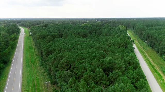 a view of a forest with a street