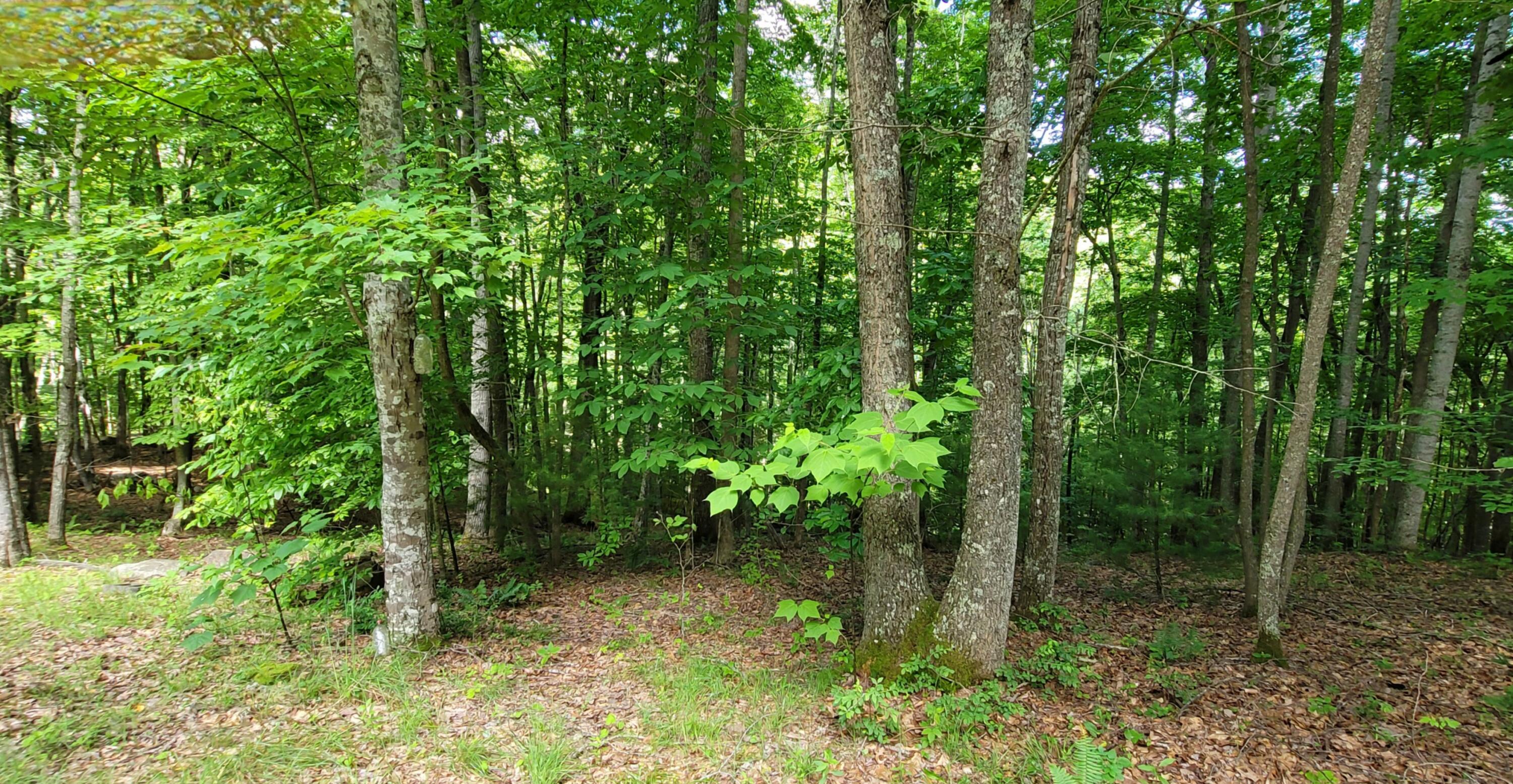 491 Bluestone River Road Jumping Branch, WV 25969 - Photo 57 of 63 Gallery Image 57
