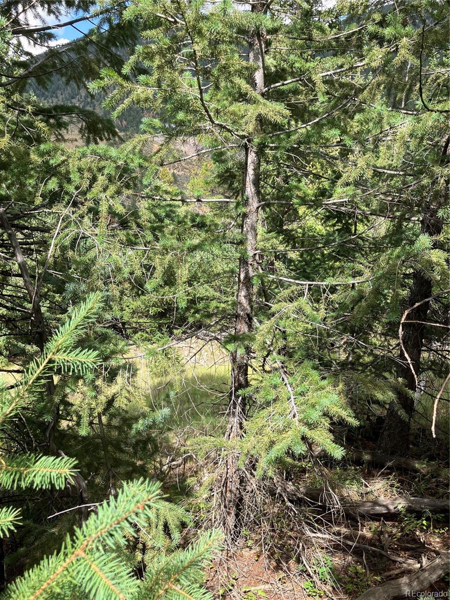 7 Miners Road Black Hawk, CO 80422 - Photo 3 of 7