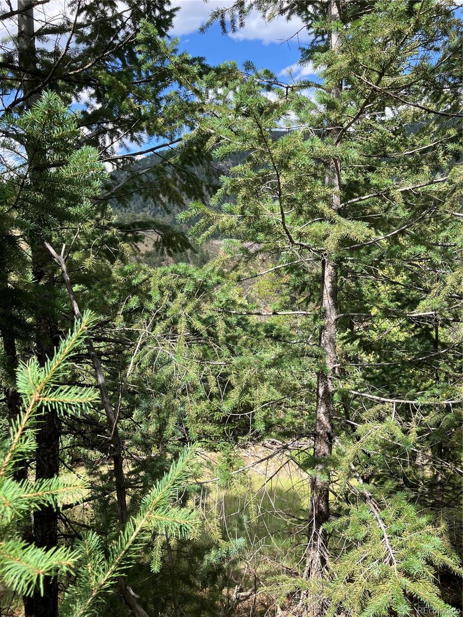 7 Miners Road Black Hawk, CO 80422 - Photo 5 of 7 a view of a plants