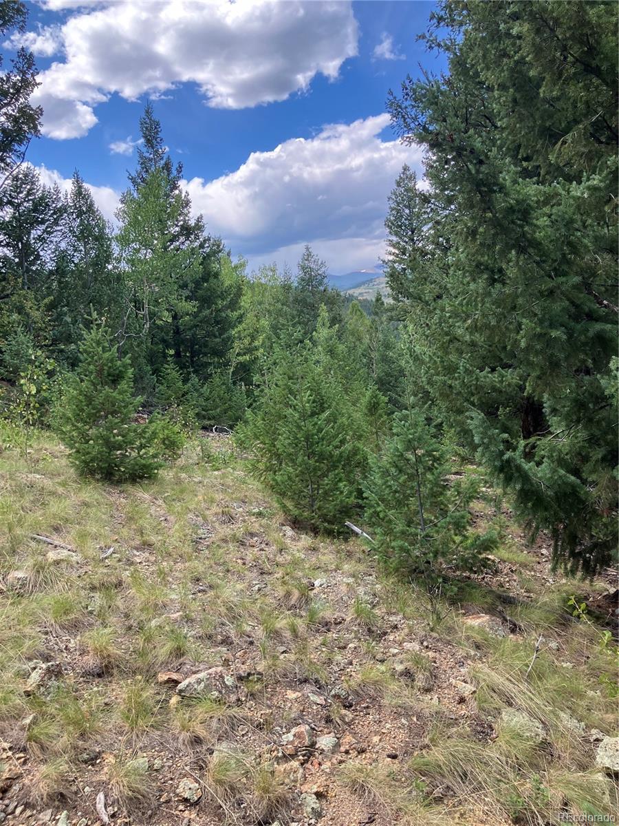 7 Miners Road Black Hawk, CO 80422 - Photo 7 of 7 a view of a big yard with large trees