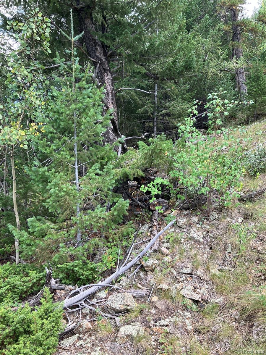 7 Miners Road Black Hawk, CO 80422 - Photo 7 of 7