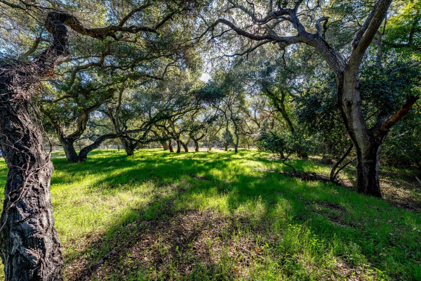 a lush green forest with lots of trees