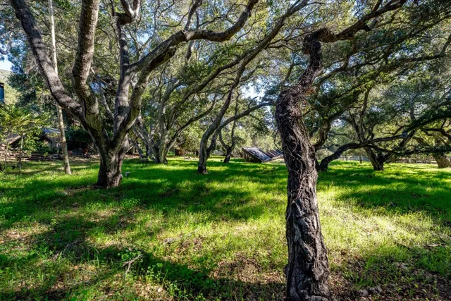 a view of yard with green space