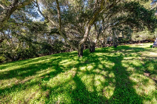 a lush green forest with lots of trees