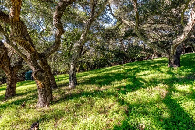 a green field with lots of trees