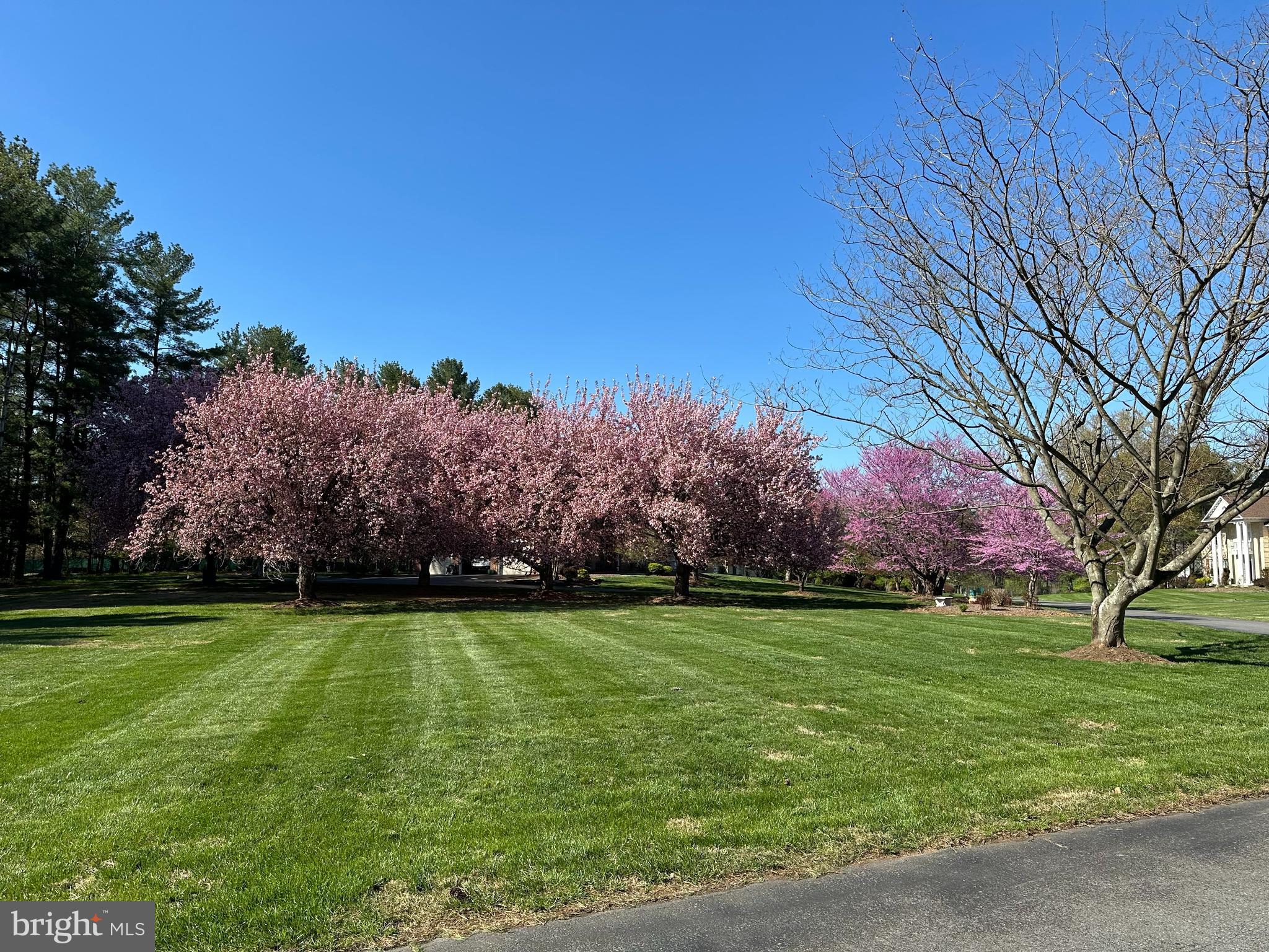 12640 Travilah Road Potomac, MD 20854 - Photo 56 of 56 Mature Trees Line the Entryway
