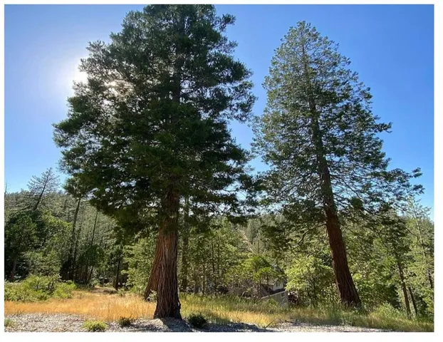 a view of a lake with a tree