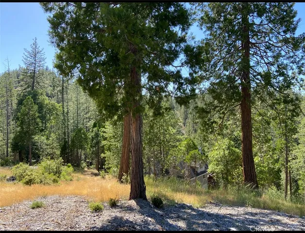a view of a backyard with large trees