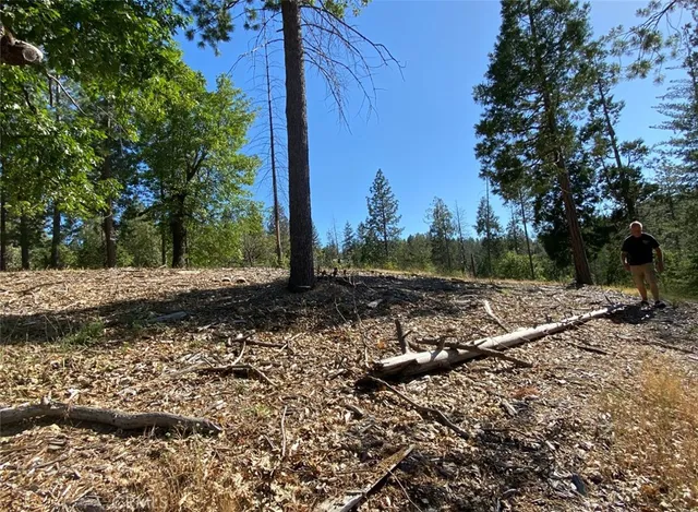 a view of a yard with large trees