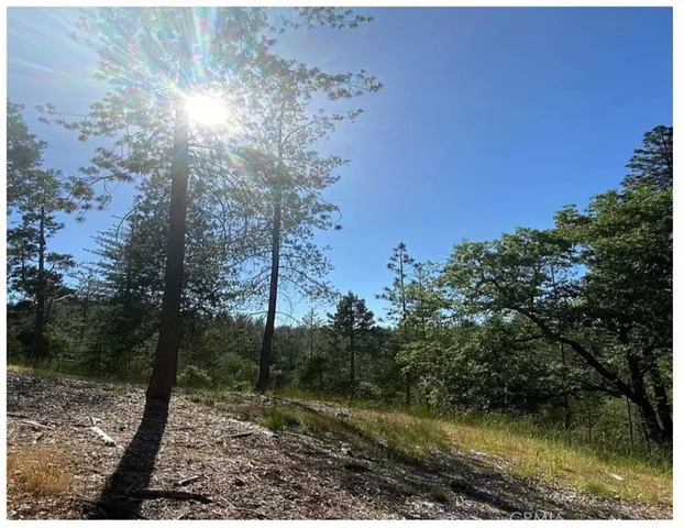 a view of a yard with a tree