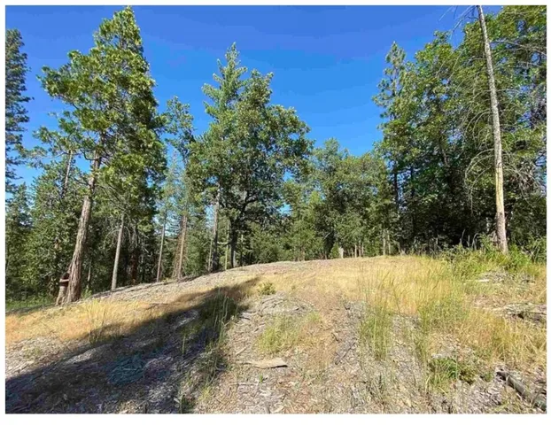 a view of a forest with trees in the background