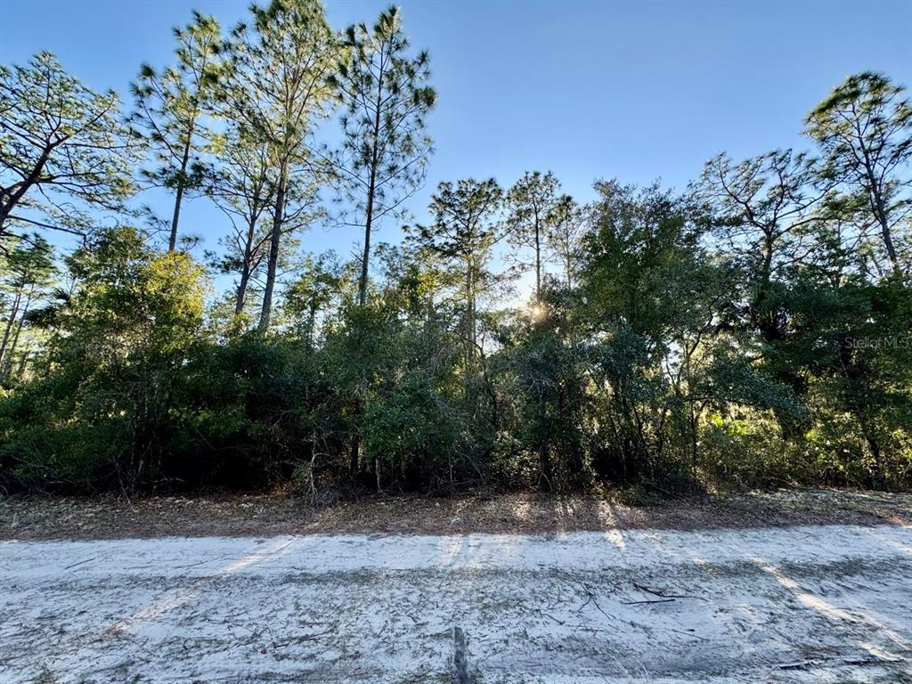 105 Longtree Street Georgetown, FL 32139 - Photo 4 of 11 a view of a yard with a tree