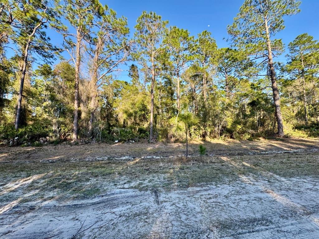 105 Longtree Street Georgetown, FL 32139 - Photo 10 of 11 a backyard of a house with lots of green space