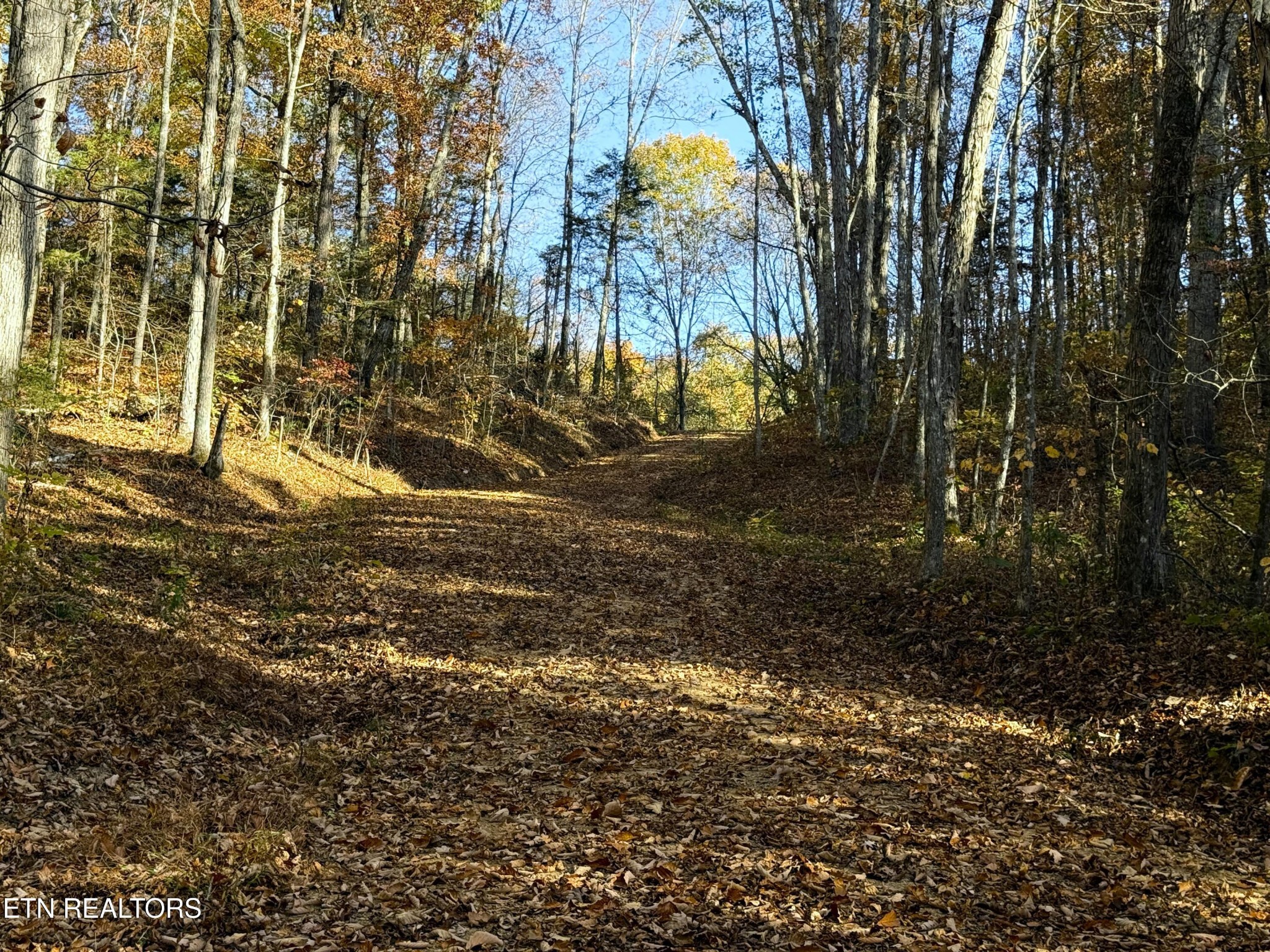 4 Topaz Way Parrottsville, TN 37843 - Photo 2 of 12 a view of backyard of green space