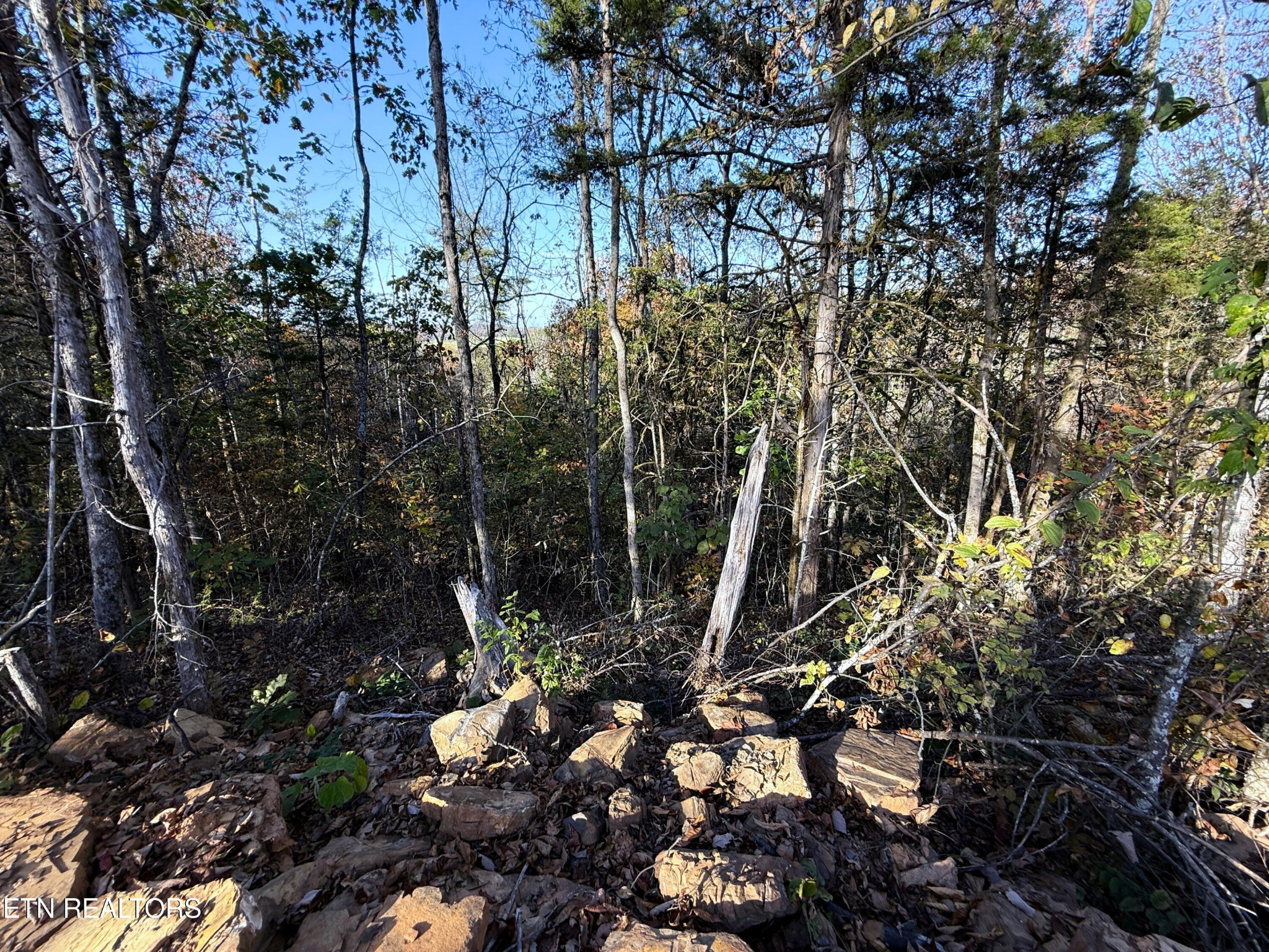 4 Topaz Way Parrottsville, TN 37843 - Photo 8 of 12 a view of forest