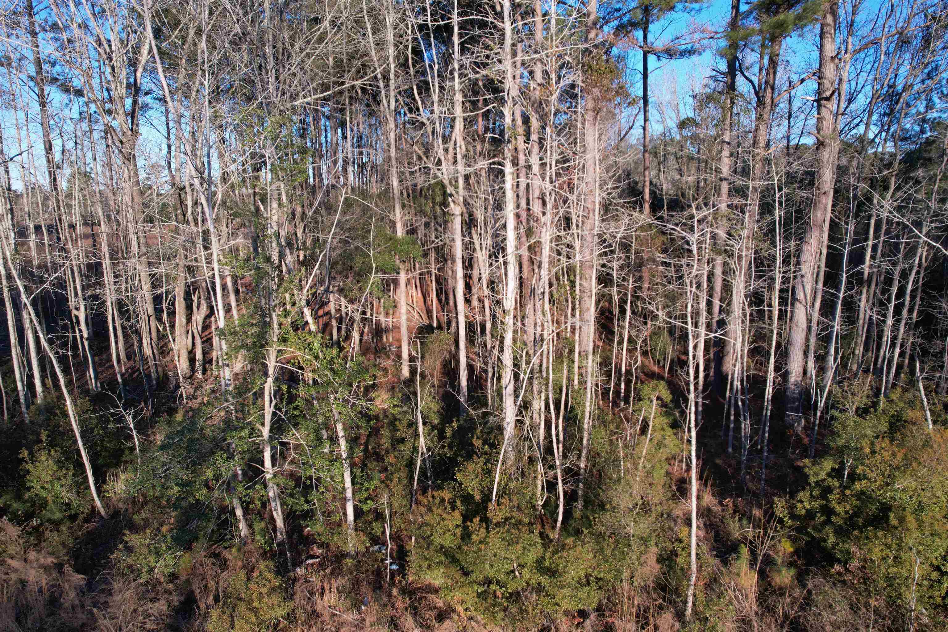 Tbd Samuels Avenue Salters, SC 29590 - Photo 4 of 8