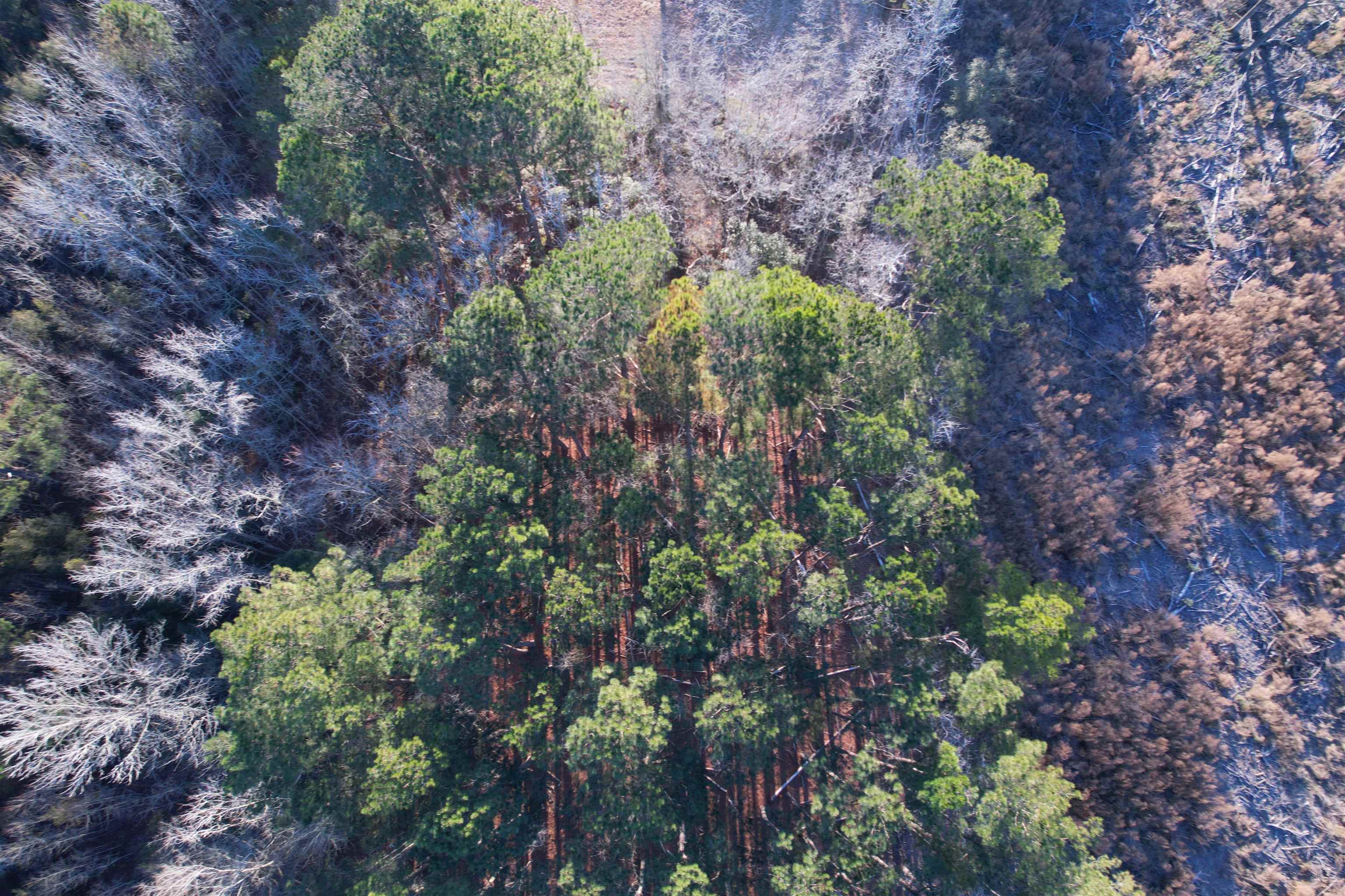 Tbd Samuels Avenue Salters, SC 29590 - Photo 7 of 8