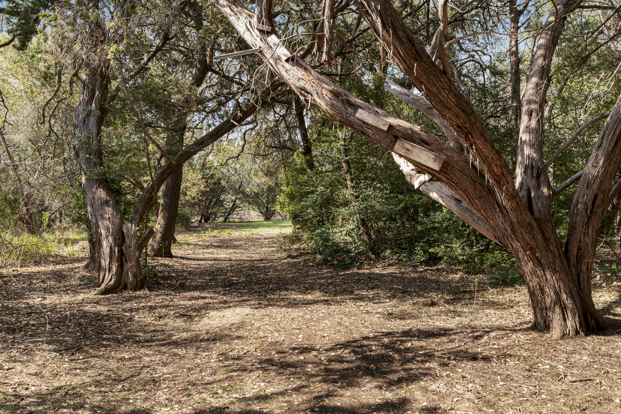 1606 Flint Rock Loop Driftwood, TX 78619 - Photo 35 of 40 Nice wooded lot makes for many places to run and play.