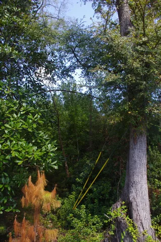 $35,000 | 0 Edgewood Street, Walterboro, SC 29488