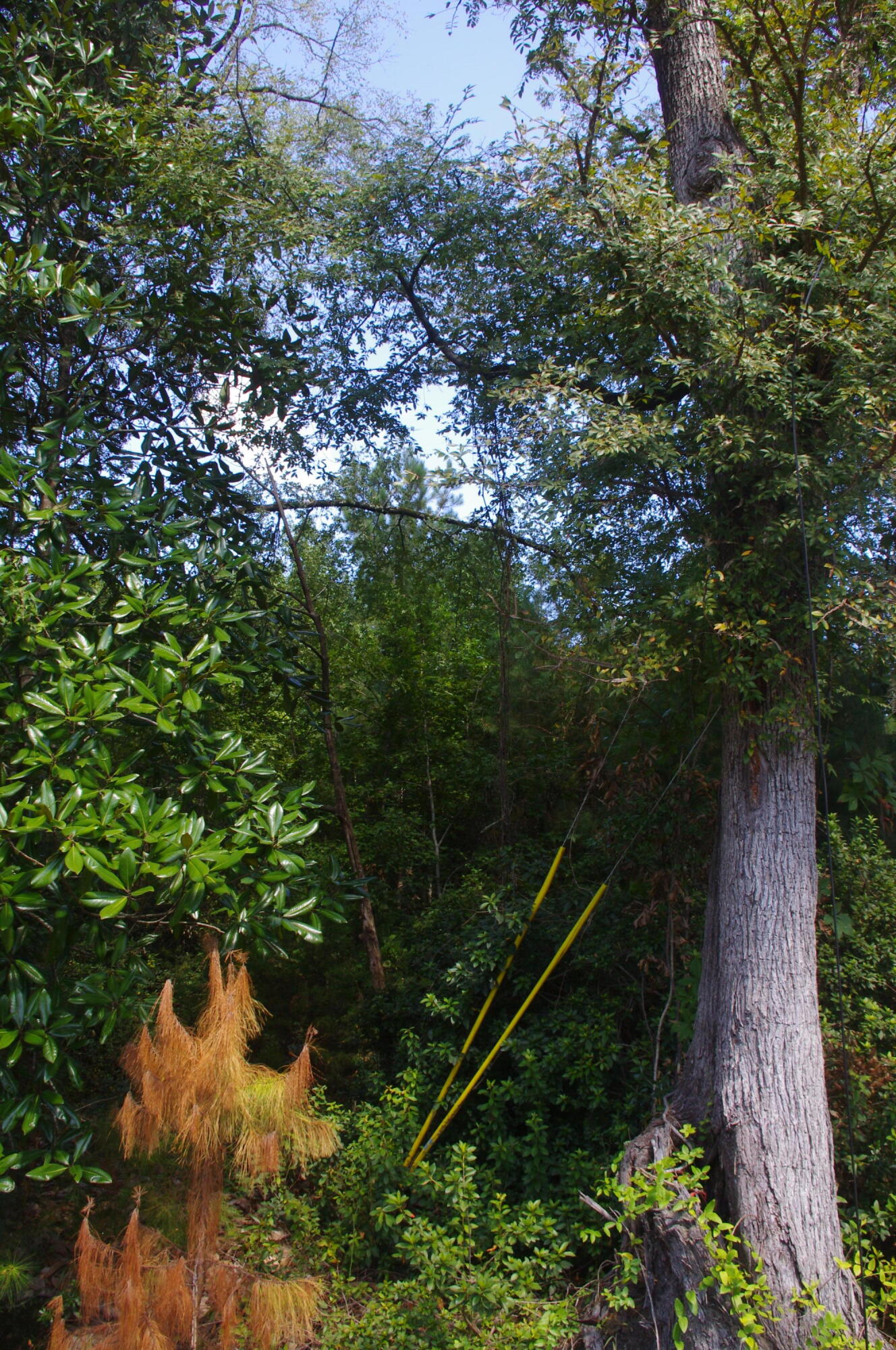 0 Edgewood Street Walterboro, SC 29488 - Photo 11 of 11 IMGP1296