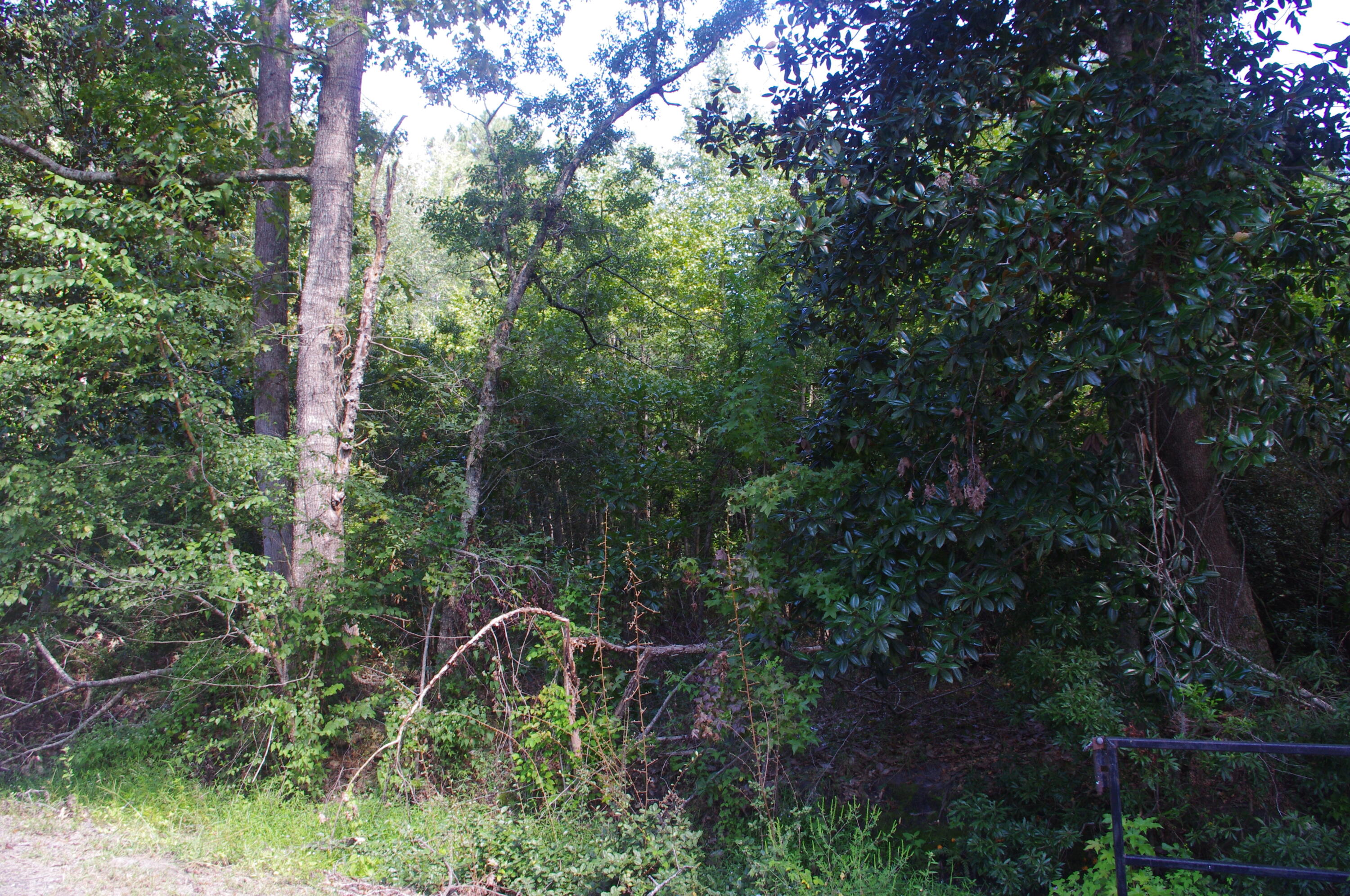 0 Edgewood Street Walterboro, SC 29488 - Photo 7 of 11 IMGP1291