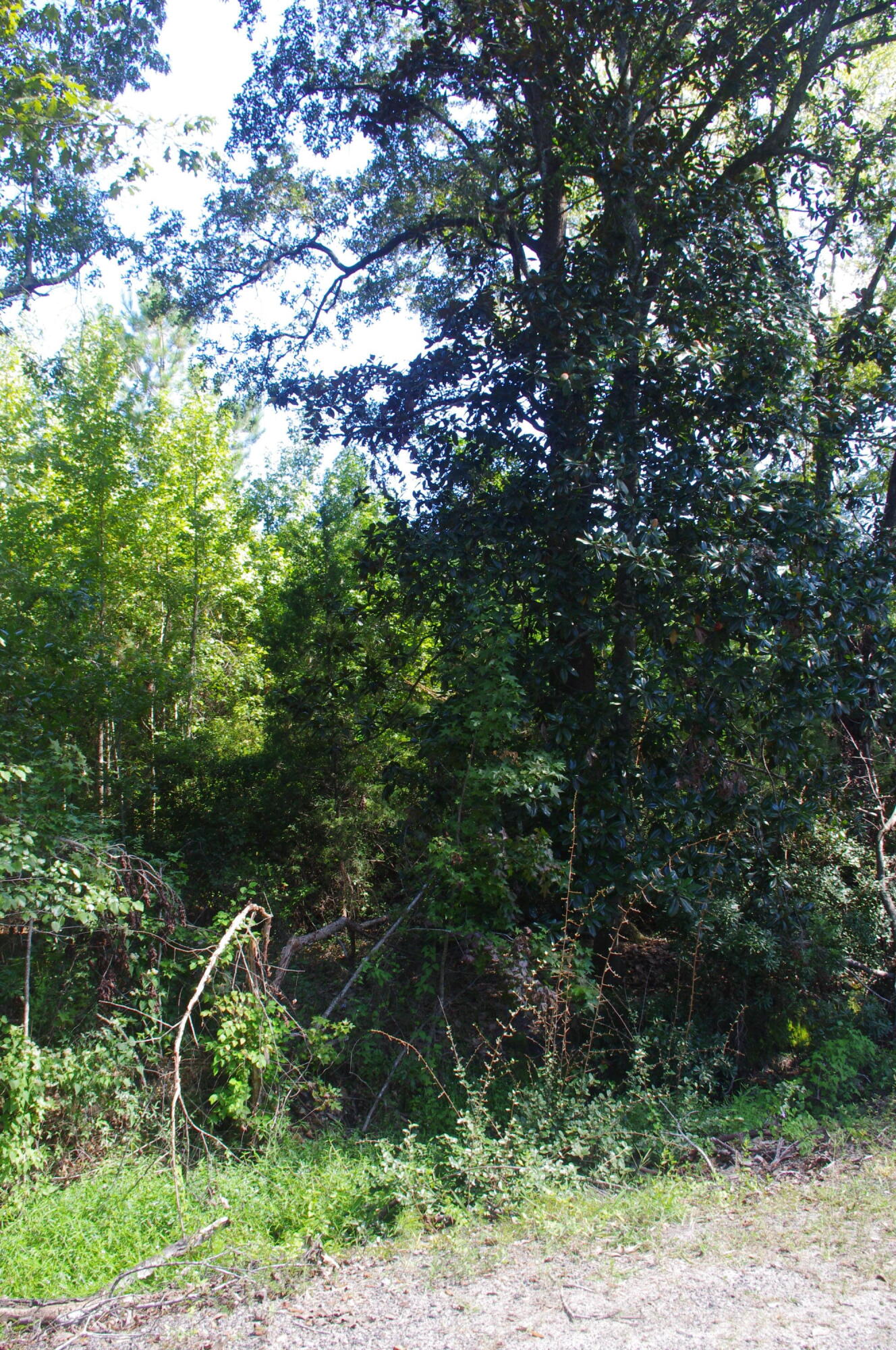 0 Edgewood Street Walterboro, SC 29488 - Photo 8 of 11 IMGP1292