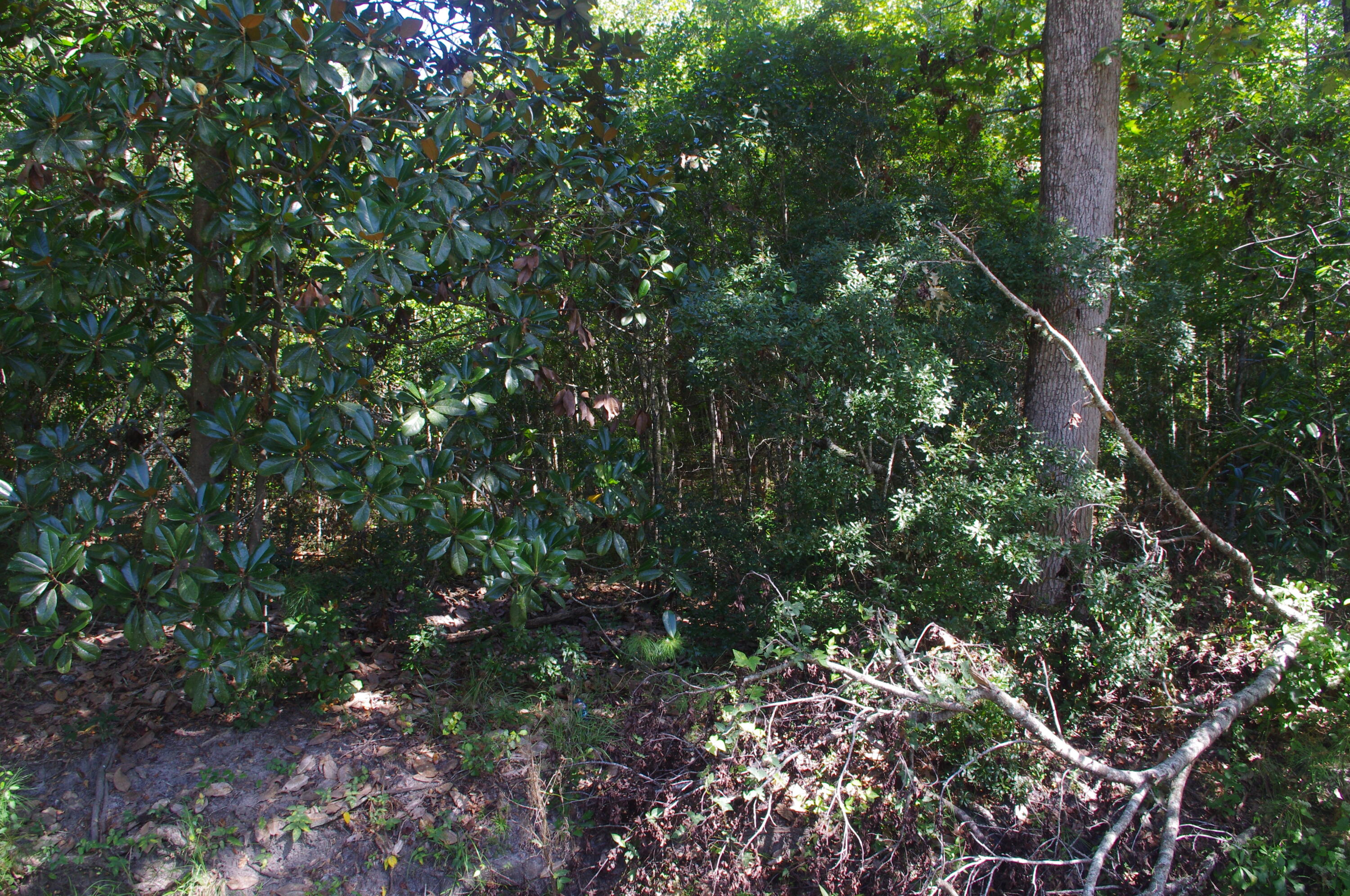 0 Edgewood Street Walterboro, SC 29488 - Photo 9 of 11 IMGP1294