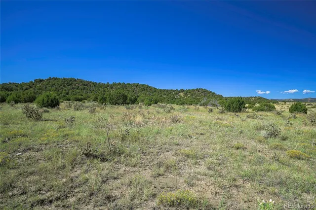 a view of a forest with trees in the background