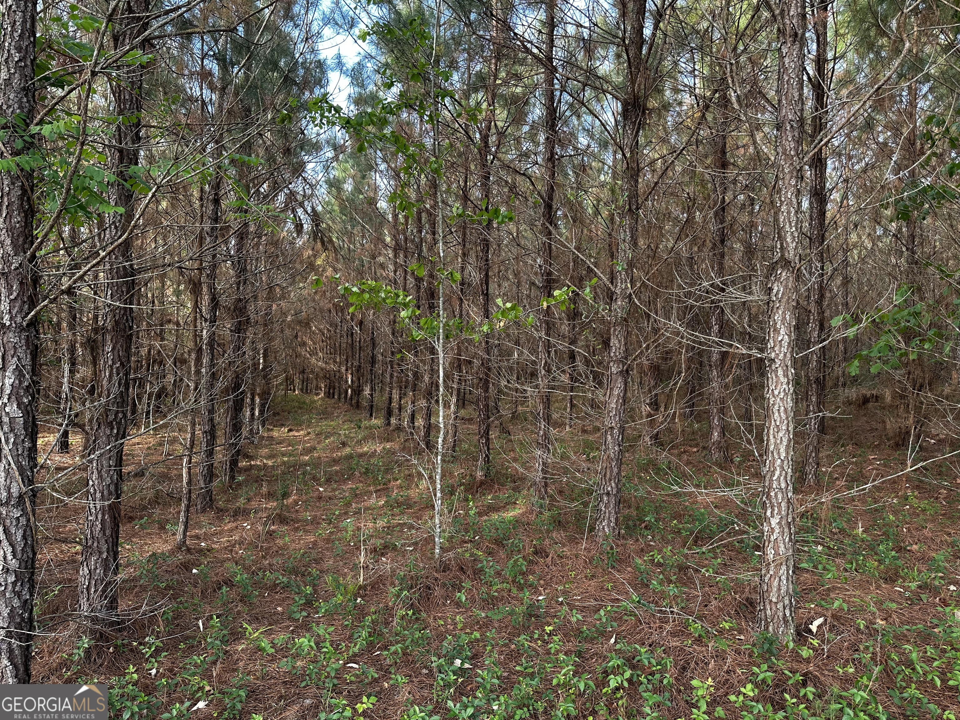 1525 Telfair Line Road Rhine, GA 31077 - Photo 65 of 80