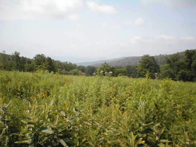 763 Fox Creek Road Rensselaerville, NY 12120 - Photo 1 of 4 Photo 1
