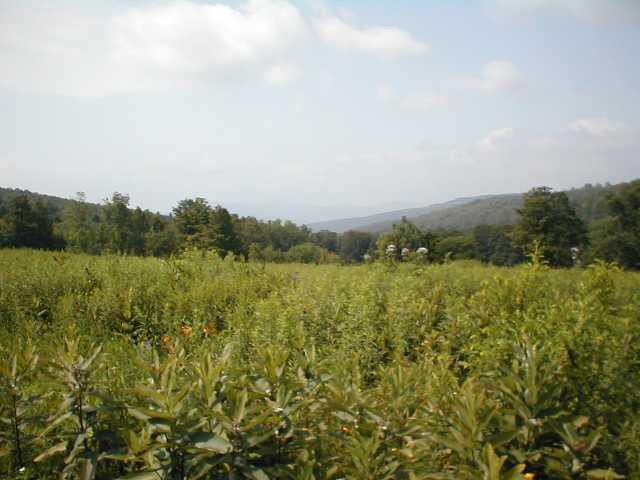 763 Fox Creek Road Rensselaerville, NY 12120 - Photo 3 of 4 Photo 3