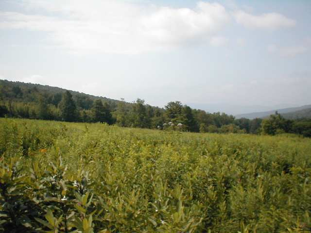 763 Fox Creek Road Rensselaerville, NY 12120 - Photo 4 of 4 Photo 4