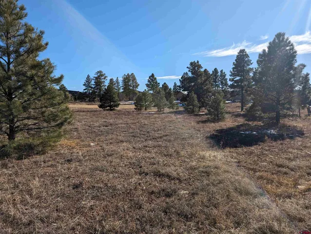 a view of a dry yard with trees