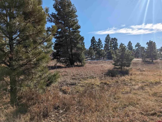a view of a dry yard with trees in the background