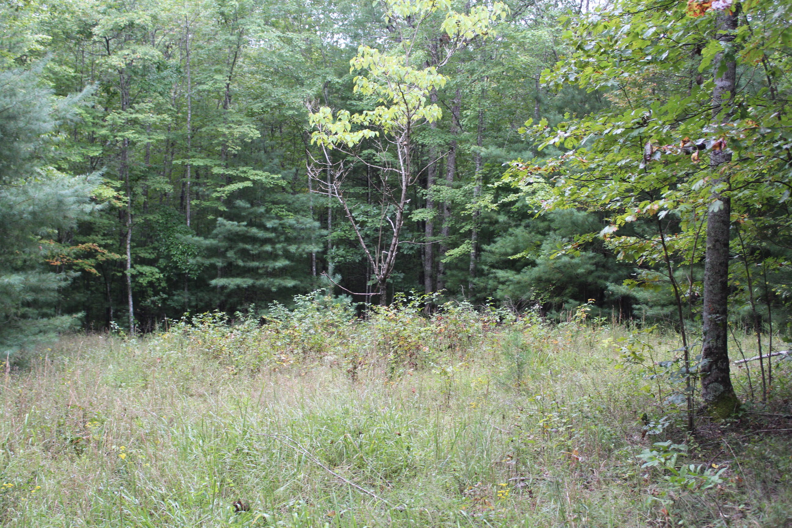 Retreat Road Jamestown, TN 38556 - Photo 3 of 3 010
