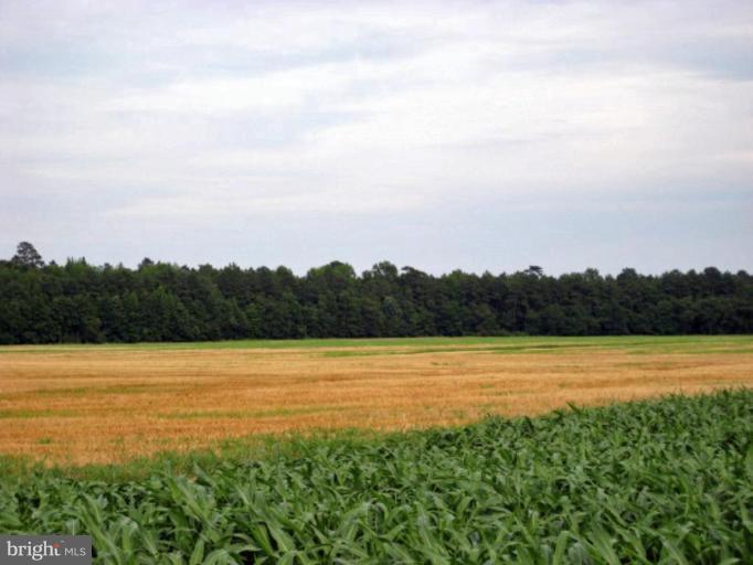4425 Steele Neck Road Vienna, MD 21869 - Photo 4 of 5 Sorghum and Soybean Crops