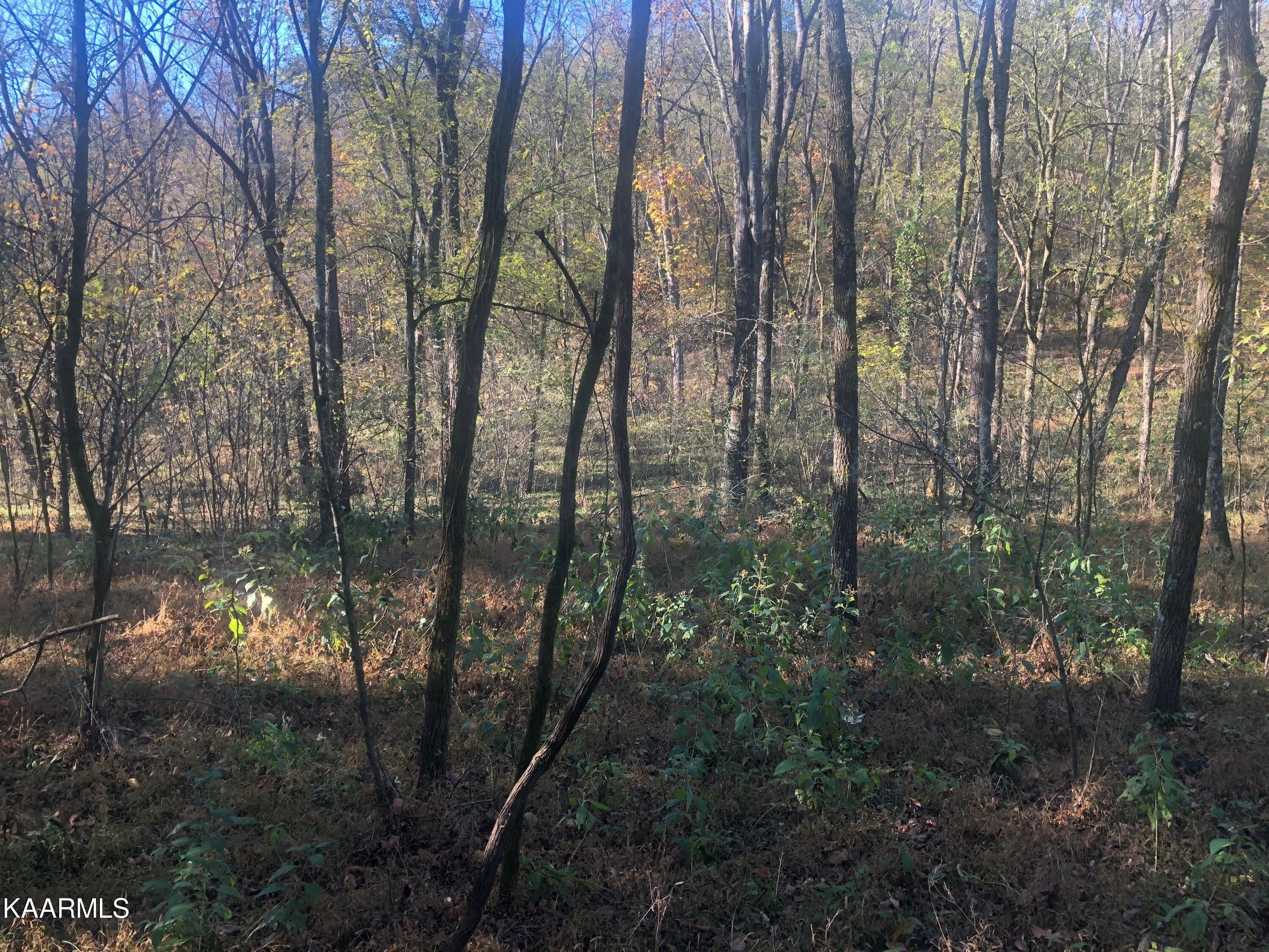 2747 Hodges Ferry Road Kodak, TN 37764 - Photo 5 of 11 6