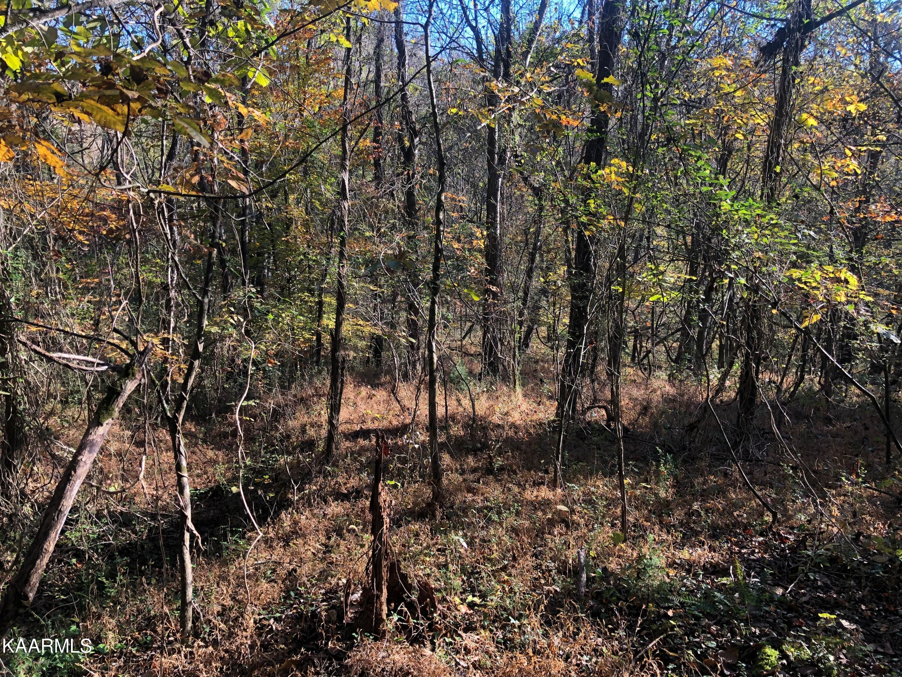 2747 Hodges Ferry Road Kodak, TN 37764 - Photo 7 of 11 8