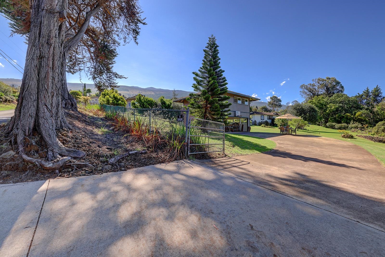 a view of a yard with plants and a trees