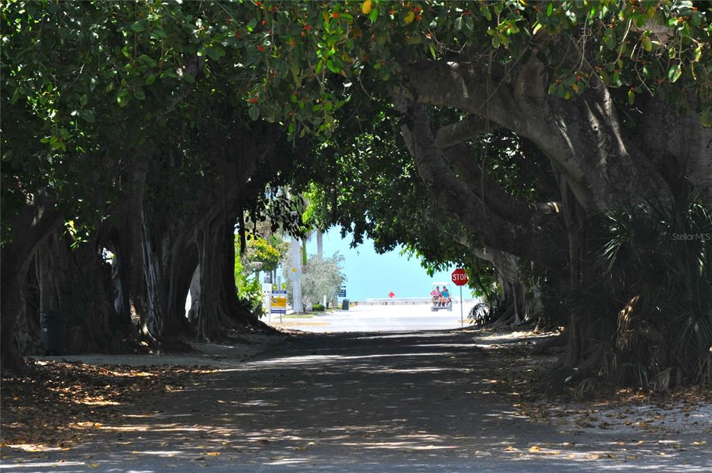 380 Tarpon Avenue Boca Grande, FL 33921 - Photo 34 of 38 a view of yard with tree s
