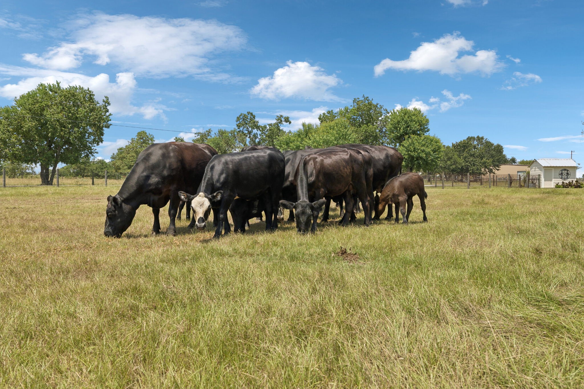 31229 Rochen Road Waller, TX 77484 - Photo 45 of 50 a view of a yard in front of a house