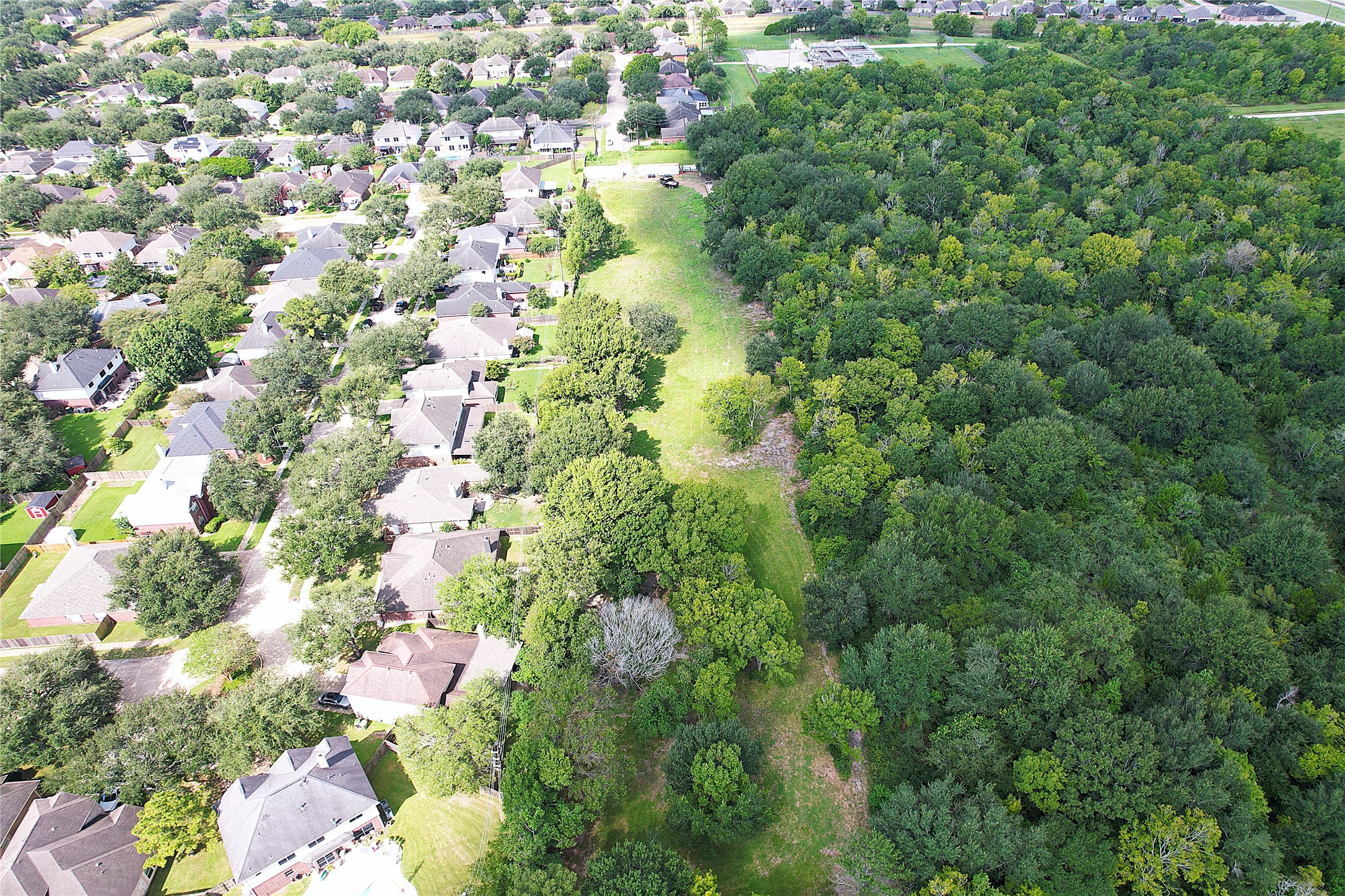 3733 Soho Drive Pearland, TX 77584 - Photo 3 of 8 a close up of a plant